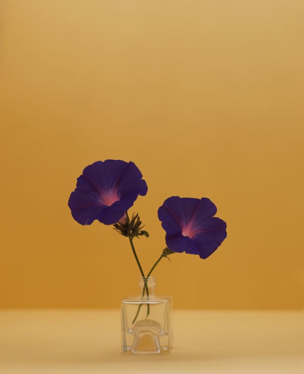 Kate Friend Morning glory, Fátima, Portugal, May, 2024 C-type colour print. Signed and numbered verso. Edition of 5 with 2 APs: 80 x 65 cm (31 1/2 x 25 1/2 in) Edition of 3 with 1 AP: 153 x 122 cm (60 1/4 x 48 in)