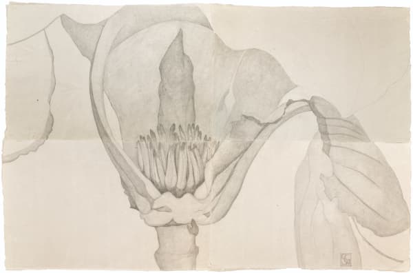 Sarah Graham Magnolia soulangeana I, 2022 Graphite on paper. Signed. 106 x 156 cm (41 3/4 x 61 3/4 in)