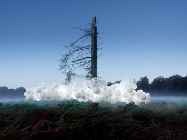 Charles Pétillon, SCOLYTES, 2024