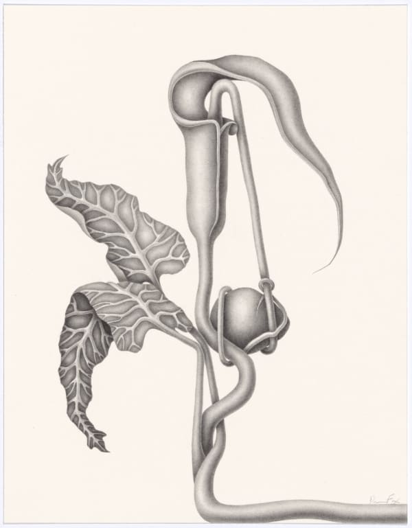 Devra Fox, Attached #2, 2025