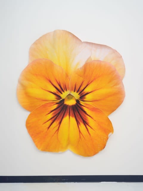 Benjamin Langford, Orange Pansy, 2025
