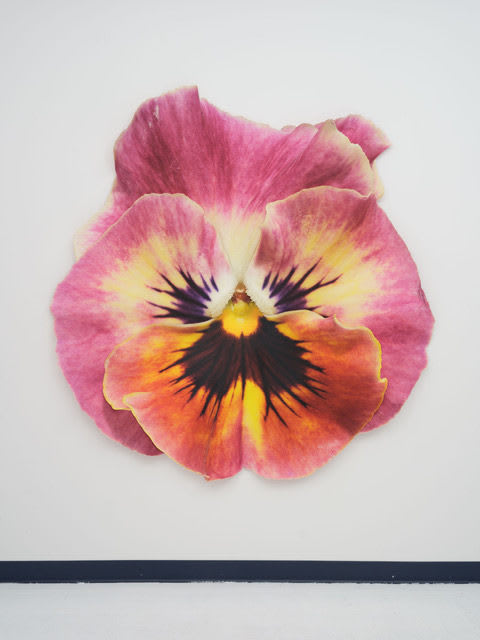 Benjamin Langford, Magenta Orange Pansy, 2025