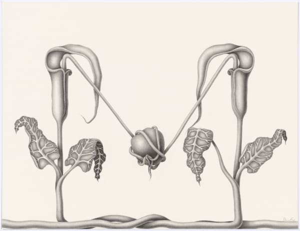 Devra Fox, Attached #3, 2025