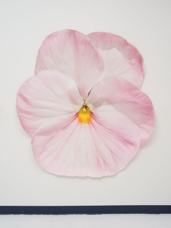 Benjamin Langford, Pink Pansy, 2025
