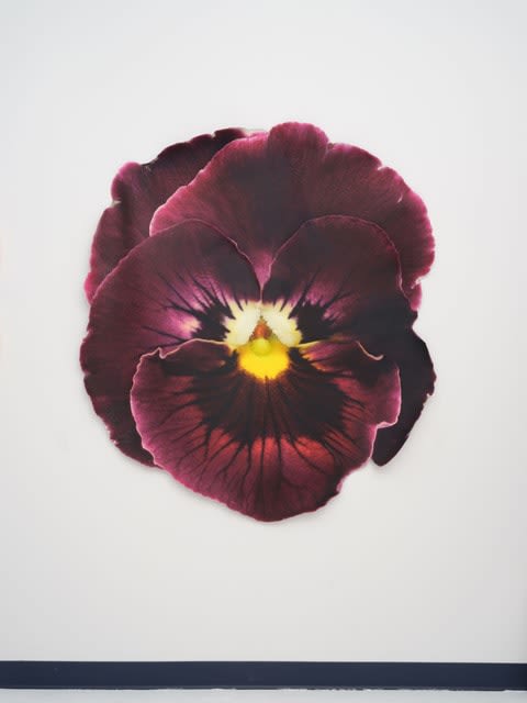 Benjamin Langford, Deep Purple Pansy, 2025