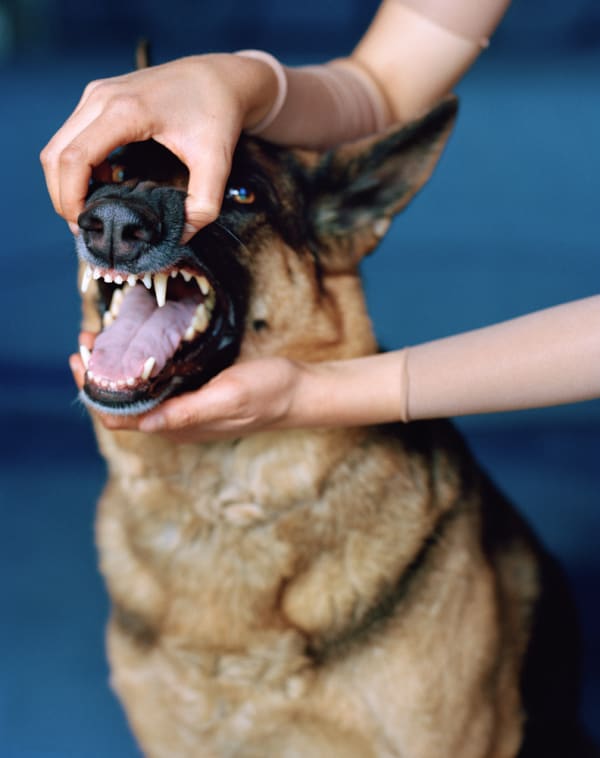 Ilona Szwarc, A hoof raised in the economy of fear, 2019