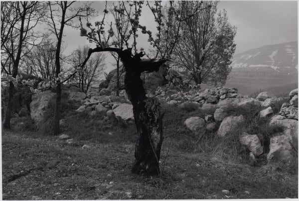 Mal Fostock, Wind Dance, 2000