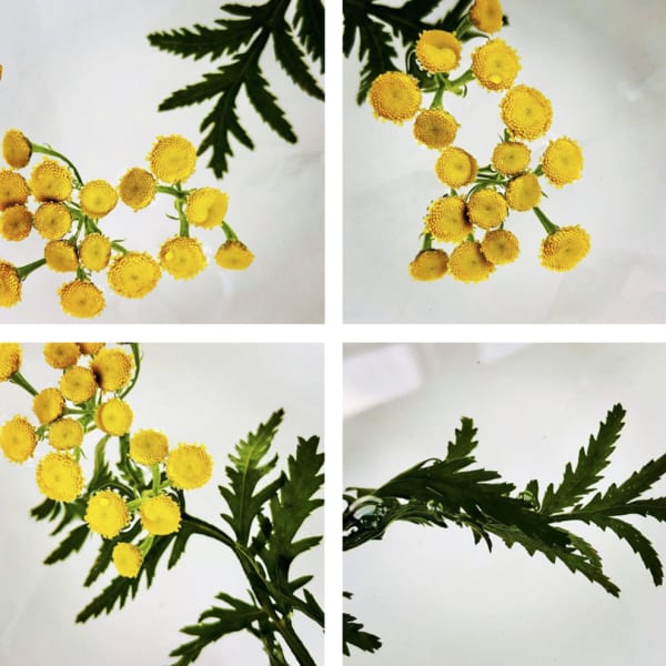 00022 Tanacetum vulgare (Tansy), 2020 124 x 124 x 4 cm 48 7/8 x 48 7/8 x 1 5/8 in