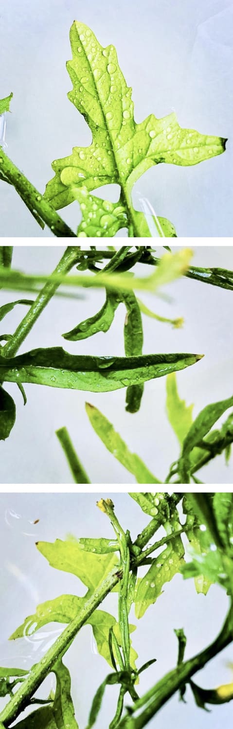 00016 Sisymbrium officinale (Hedge Mustard), 2020 60 x 188 x 4 cm 23 5/8 x 74 1/8 x 1 5/8 in