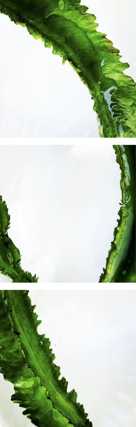 00026 Psophocarpus tetragonolobus (Green Winged Bean), 2020 60 x 188 x 4 cm 23 5/8 x 74 1/8 x 1 5/8 in
