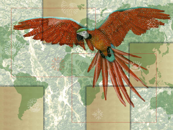 Marco Veronese, RED MACAW PARROT