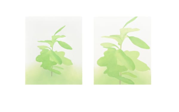 Manuel Stehli, Untitled (Ficus Lyrata I, Ficus Lyrata II), 2021