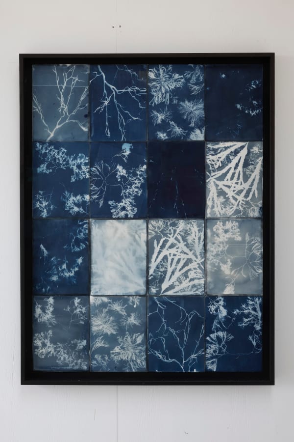 Seaweed Cyanotype Mosaic