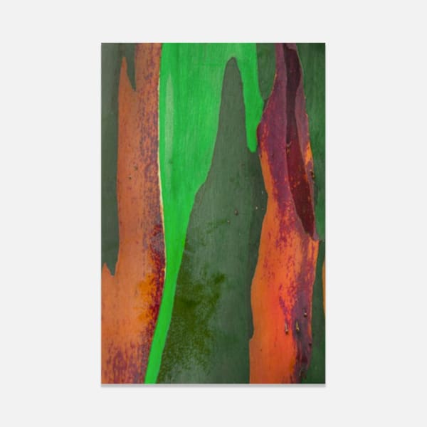 Damián Hernández, Corteza Arcoíris III, 2012