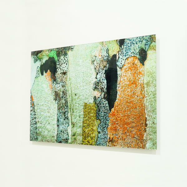 Corteza Darién I, 2010 Damián Hernández 8 ejemplares. Fotografía 43 x 65 cm