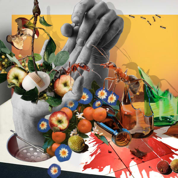 Sofia Maria Paz, Burning Ants