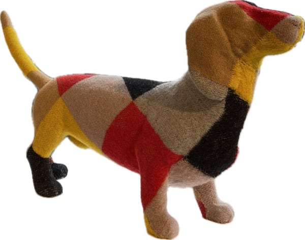 multicolor dachshund