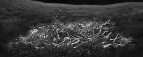 Alex Turner, Clementines, Felled Due to Drought, Estimated 40 Years Old, Kern County, CA, 2025