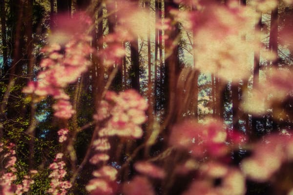 Albarrán Cabrera, The Mouth of Krishna #785, 2018