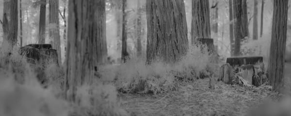 Blind Forest