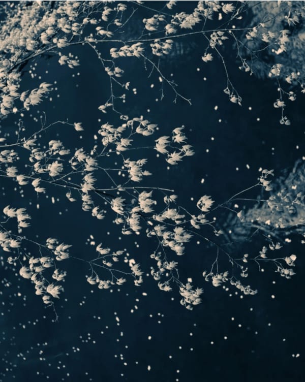 Albarrán Cabrera, The Mouth of Krishna #280, 2015