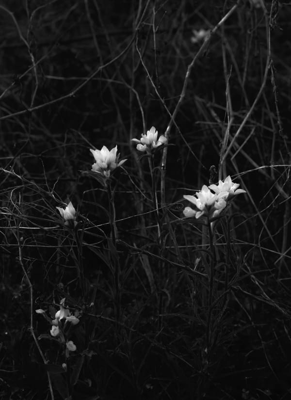 Bryan Schutmaat, Flowers, 2017