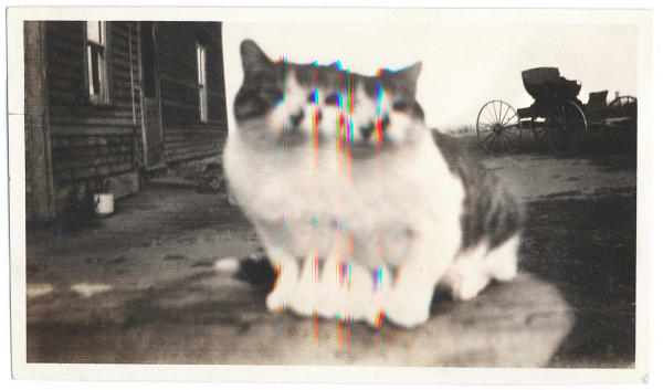 Rachel Phillips, Fat Cat, 2024