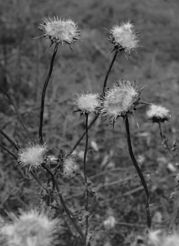 Bryan Schutmaat, Thistles, County Road, 2020