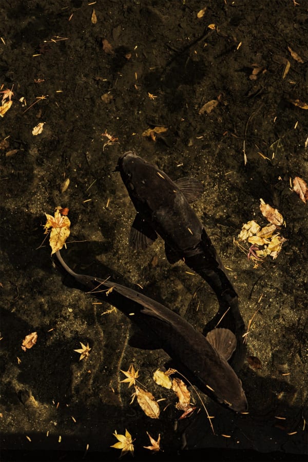 Albarrán Cabrera, The Mouth of Krishna #504, 2016