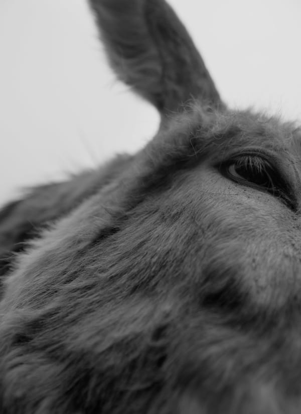 Bryan Schutmaat, Donkey, 2017