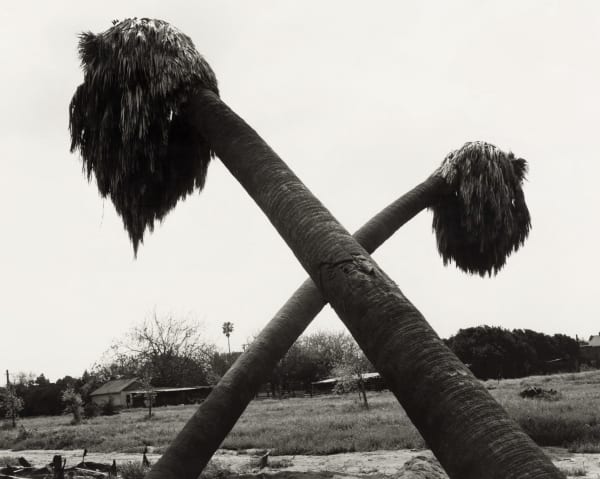 Robert Adams, Dead Palms, Partially Uprooted, Ontario, California, 1983