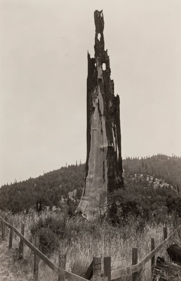 Ansel Adams, Snag near Scotia, Medicino, CA, 1938