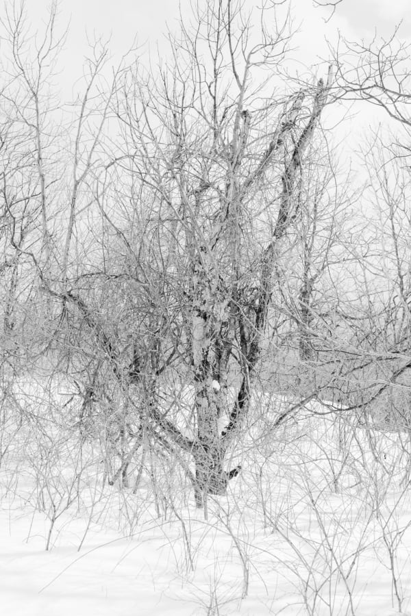 Judith Stenneken, Verästelung, 2018