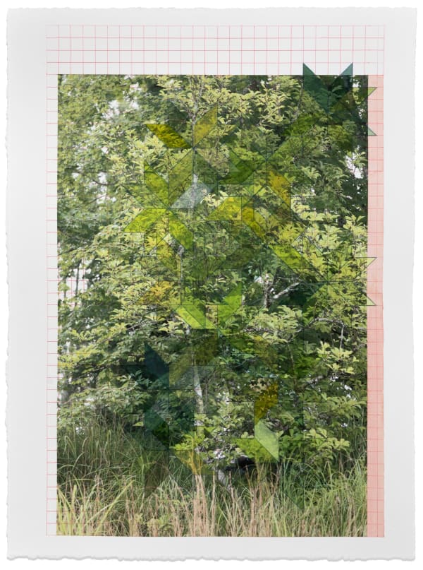 David Samuel Stern, Untitled Tree Patterns III, 2022