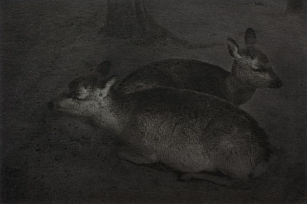Chieko Shiraishi, 鹿二頭 ねむる鹿 Sleeping deer, Miyajima, Hiroshima, 2012