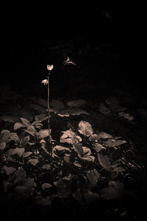 Albarrán Cabrera, The Mouth of Krishna, #272, 2014