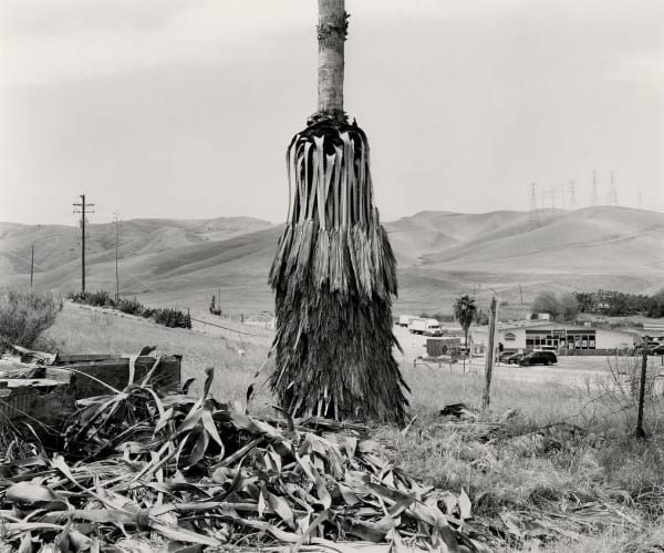 Ryan McIntosh, Dead Palm, Near Los Banos, CA, 2021