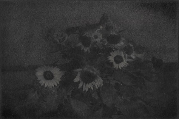 Chieko Shiraishi, 向日葵 Sunflower, Oosumi-hanto, Kagoshima, 2016
