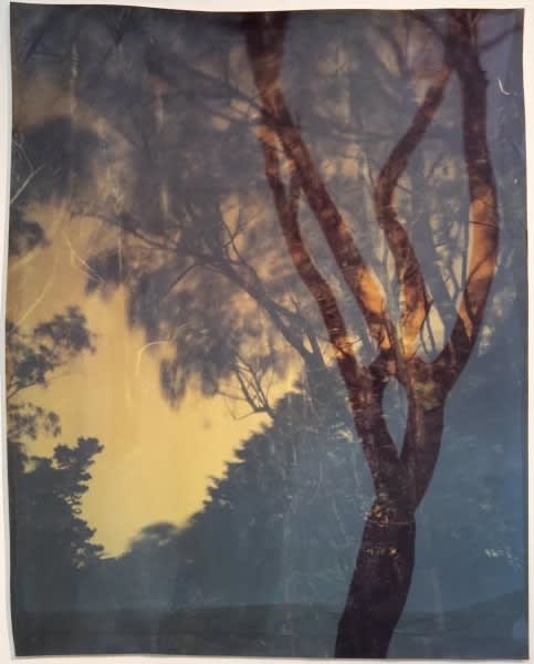 John Chiara, Starr King; Coral; John F. Shelly, 2021