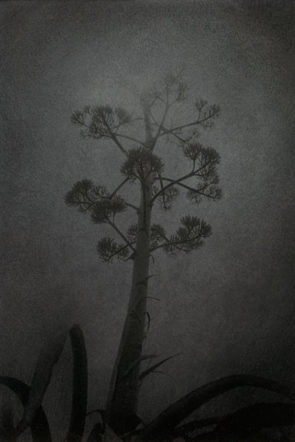 Chieko Shiraishi, 竜舌蘭 Agave Funabashi, Chiba, 2004