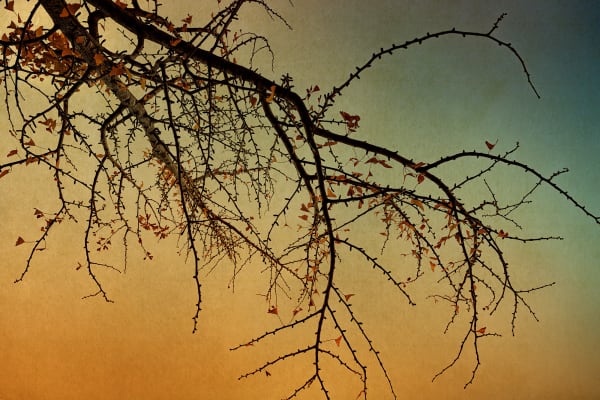 The Mouth of Krishna