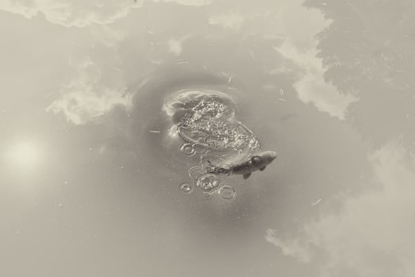 Albarrán Cabrera, The Mouth of Krishna #163, 2012