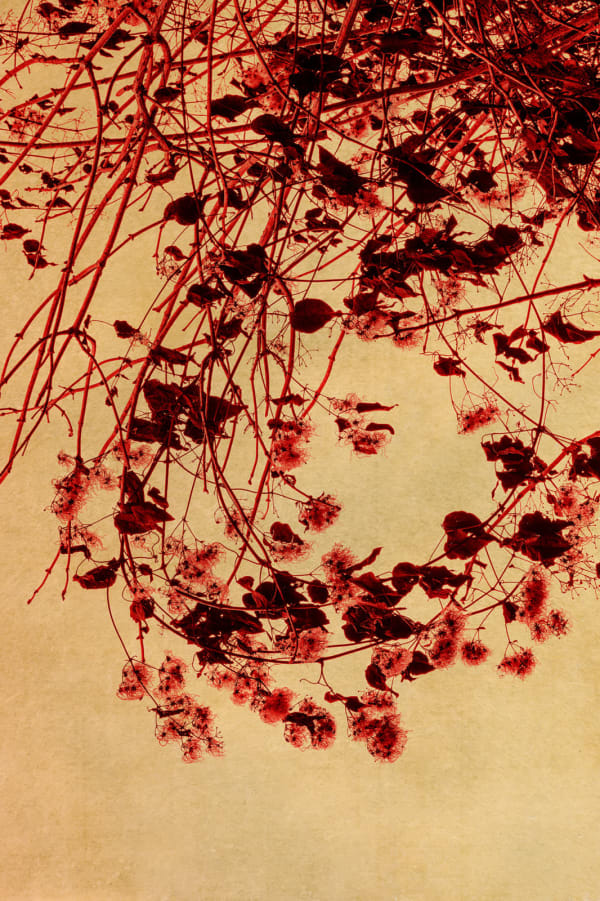 Albarrán Cabrera, The Mouth of Krishna #888, 2023