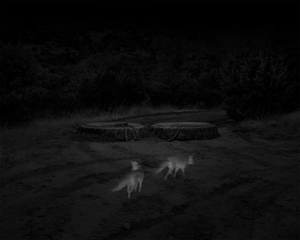 Alex Turner, 2 Gray Foxes, Border Patrol Access Road, San Rafael Valley, AZ, 2019