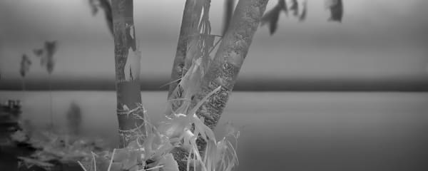 Alex Turner, Burned Mexican Fan and Queen Palms, Palisades Fire Scar, Estimated 70 Years Old, Los Angeles County, CA, 2025