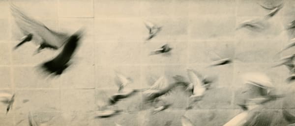 Miho Kajioka, BK0155, 2014