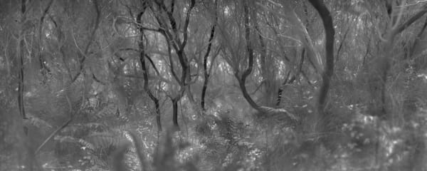 Alex Turner, Arroyo Willow and Fern Grove, Monterey County, CA, 2025