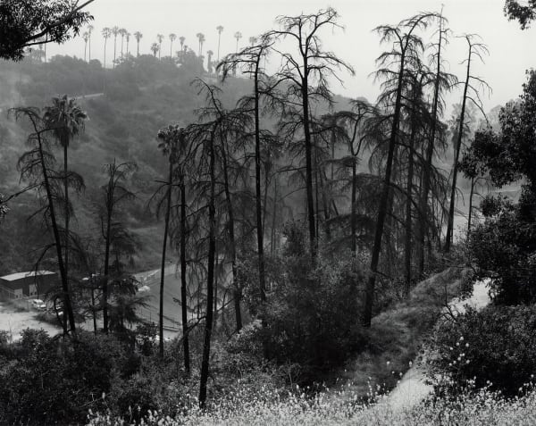 Ryan McIntosh, Elysian Reservoir, Elysian Park, CA, 2017