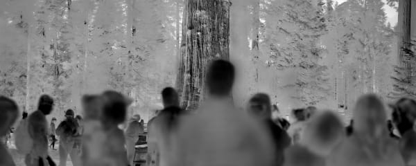Alex Turner, “General Sherman” Giant Sequoia, Estimated 2,200 - 2,700 Years Old, Tulare County, CA, 2025