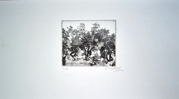 Joan Barbarà, Camp d'Oliveres, 1949-2008